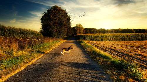 Dog on road amidst field against sky during sunset