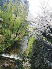 Scenic view of river amidst trees against sky