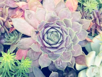 High angle view of rose blooming outdoors