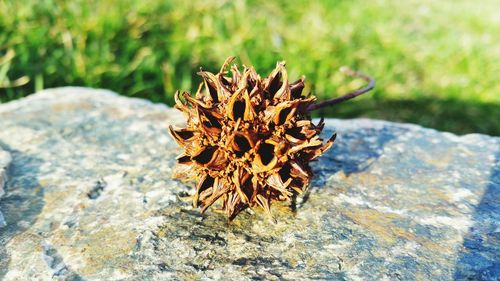 Close-up of dead plant against blurred background