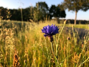 Close-up of purple flowering plant on field