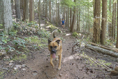 Dog walking in forest