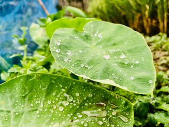 Close-up of wet plant leaves