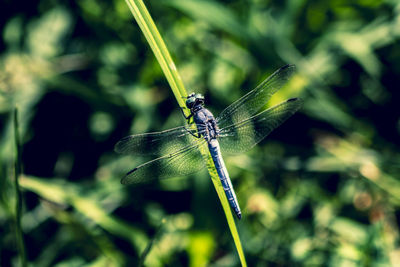 Close-up of dragonfly on blade of grass