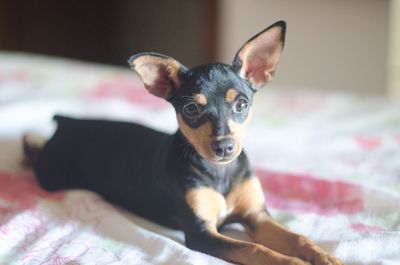 Close-up portrait of dog on bed at home