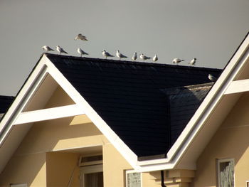 Low angle view of birds flying in sky