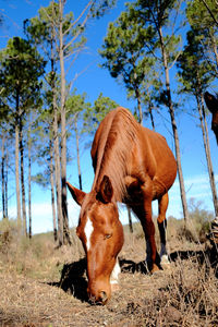 Horse in a field