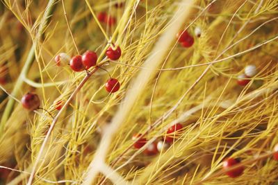 Close-up of red berries growing on field