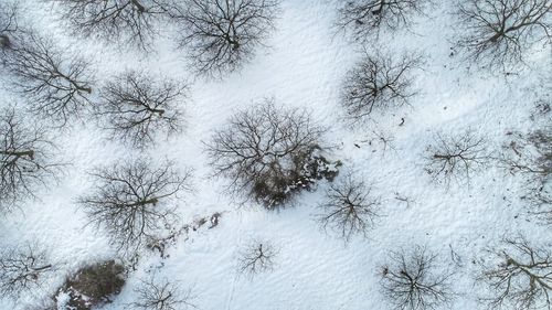 Full frame shot of trees on snow covered land