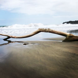 Driftwood on beach against sky