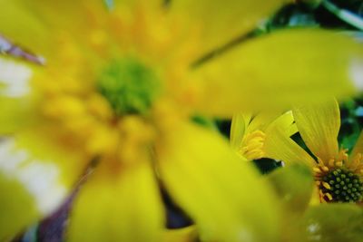 Close-up of yellow flower