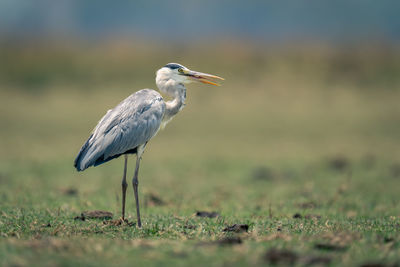 Gray heron on field