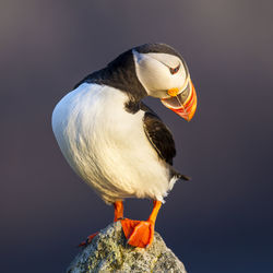 Close-up of puffin perching on rock