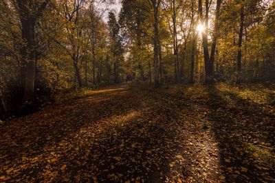 Trees in forest during autumn