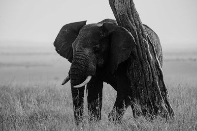 animal