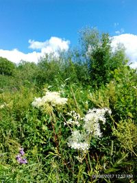 Plants and trees against sky