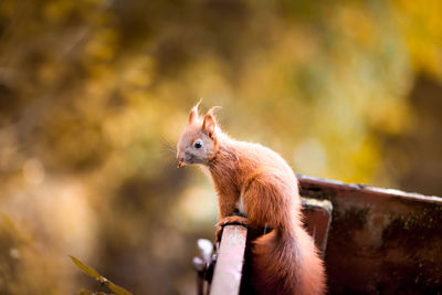 Red squirrel on railing