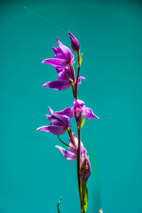 Close-up of purple flowers blooming outdoors