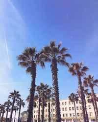 Low angle view of trees against blue sky