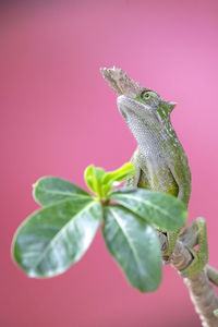 Close-up of lizard on leaf