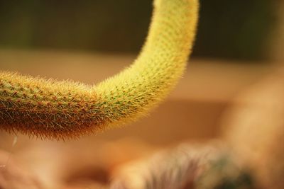 Close-up of caterpillar on plant