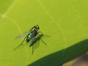 Green fly macro