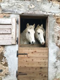 View of a horse in stable