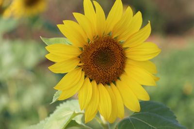 Close-up of sunflower