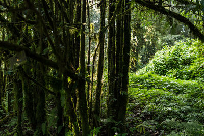 View of trees in forest