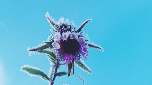 Low angle view of thistle against sky