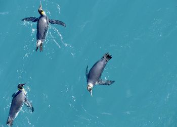 Fishes swimming in sea