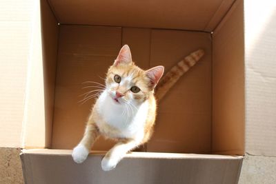 Directly above portrait of cat in cardboard box