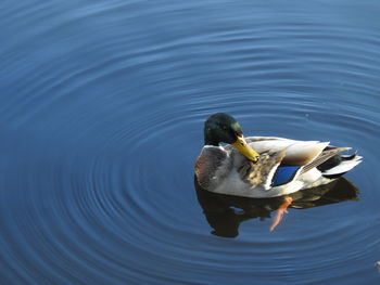 High angle view of duck swimming in lake