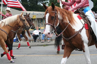 Horses outdoors