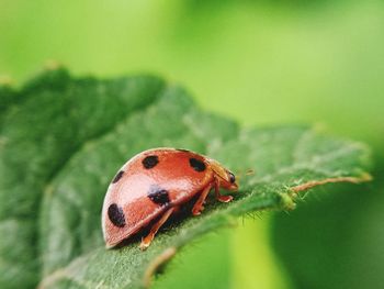 Close-up of ladybug on leaf