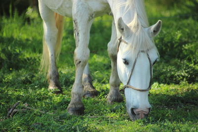 Low section of horse on field