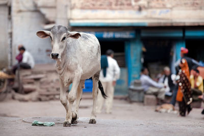 Calf walking on road in village