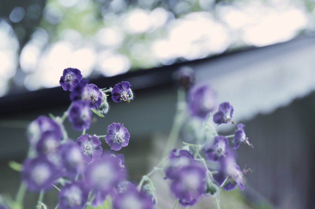 flower, focus on foreground, freshness, fragility, close-up, growth, purple, petal, beauty in nature, nature, selective focus, flower head, plant, blooming, bud, blossom, in bloom, day, stem, outdoors, bunch of flowers, twig, no people, botany, blue, new life, cherry tree, pink color