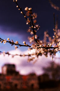 Close-up of flowers on branch