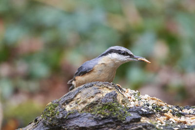 Nuthatch with mealworm