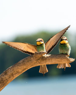 Close-up of birds flying