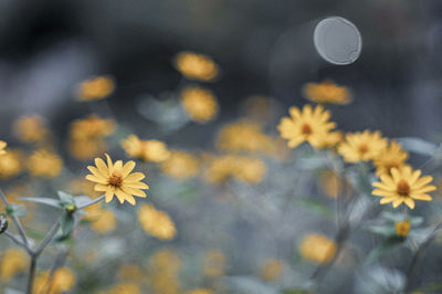 Close-up of yellow flowering plants on field