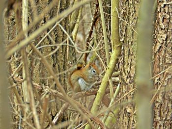 Squirrel on tree