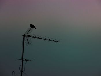 Low angle view of birds perching on power line