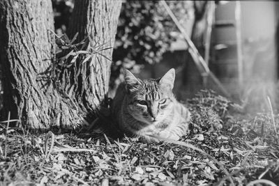 Portrait of cat sitting on plant