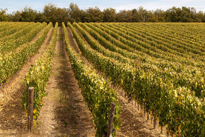 Vine grown in the chianti area in tuscany, italy.