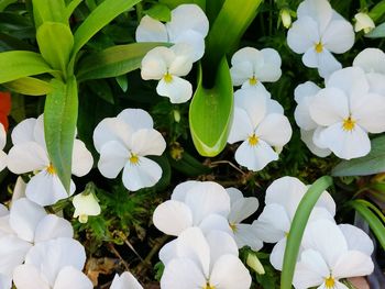 Close-up of white flowering plant