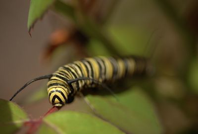 Close-up of caterpillar on green leaf