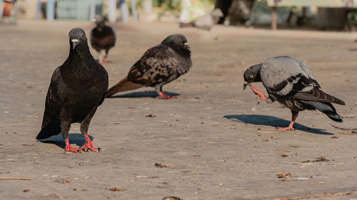 Pigeons perching on a field