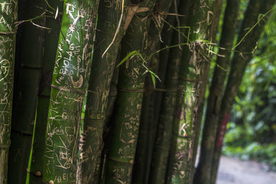 Close-up of bamboo tree trunks in forest